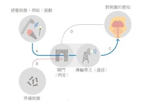 門控理論 Gate Control