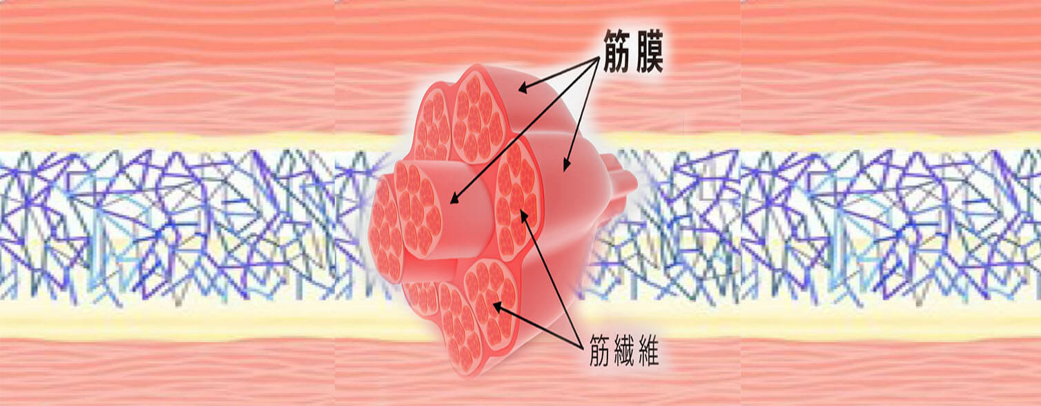 You are currently viewing 疼痛來自筋膜卡住缺氧，身體啟動求救訊號”發炎”來修復